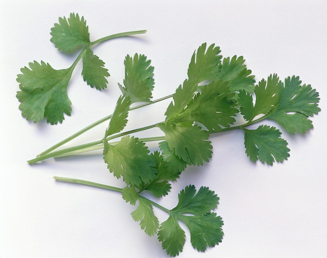 Koriandergrün (Cilantro)