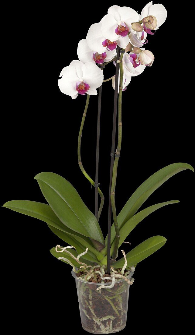 Phalaenopsis 'Red Stone'