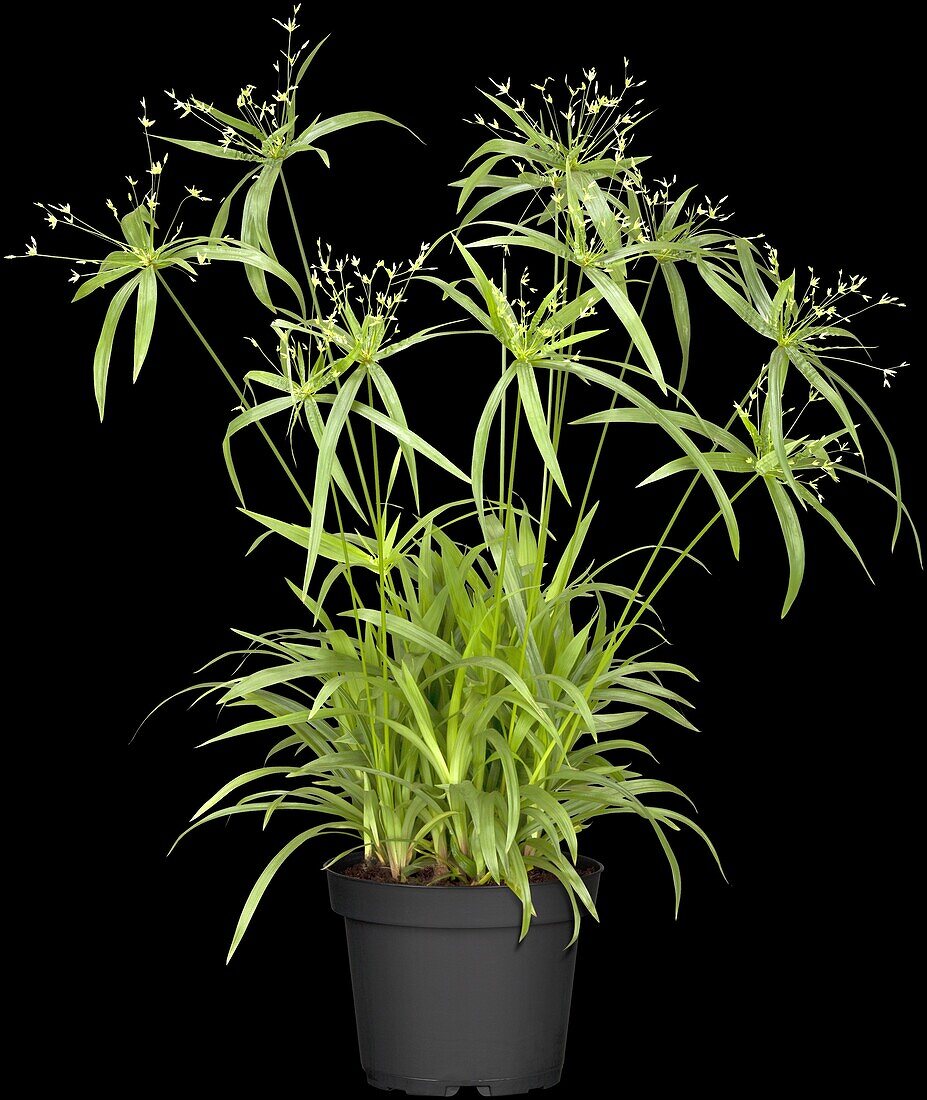 Cyperus diffusus 'Green Gold'