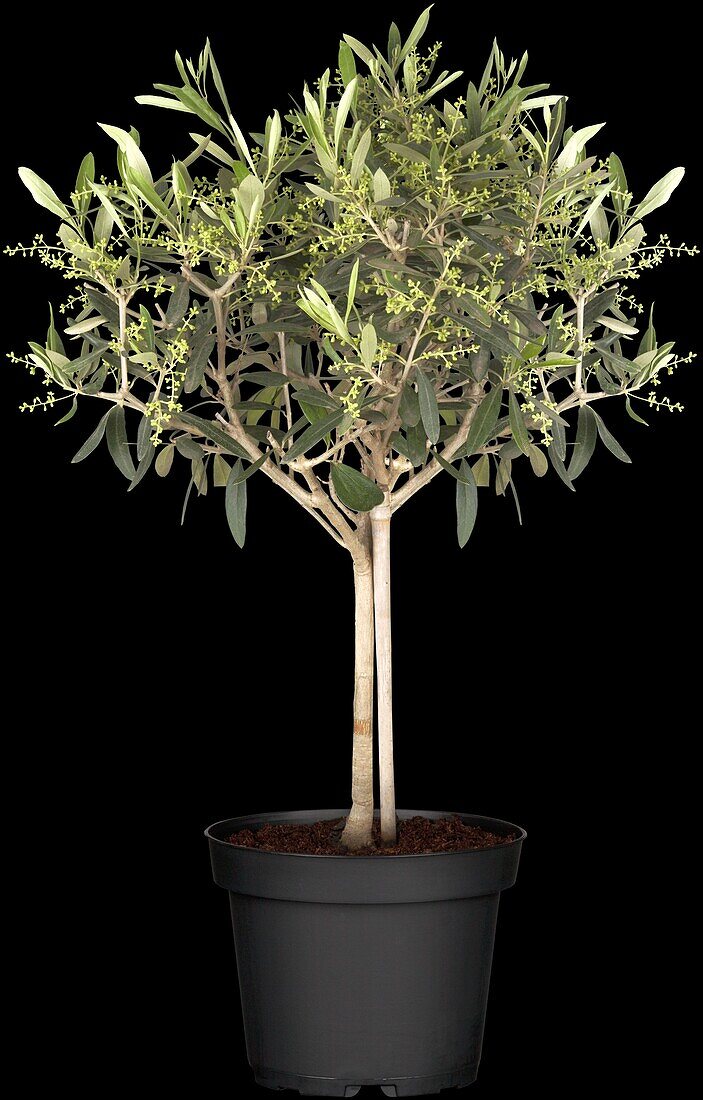 Olea europaea