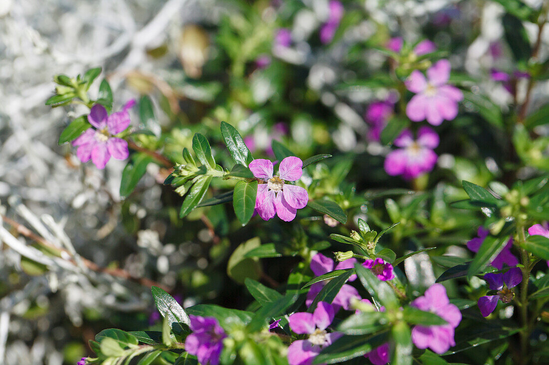 Cuphea hyssopifolia