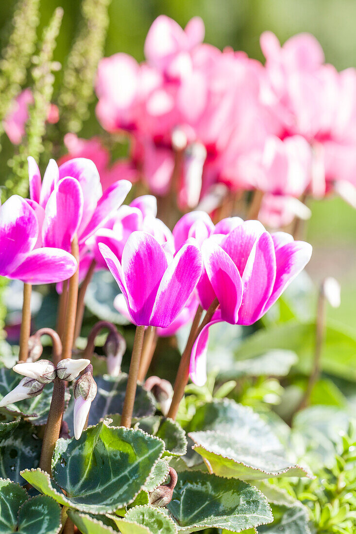 Cyclamen persicum Fantasia® 'Rosa'