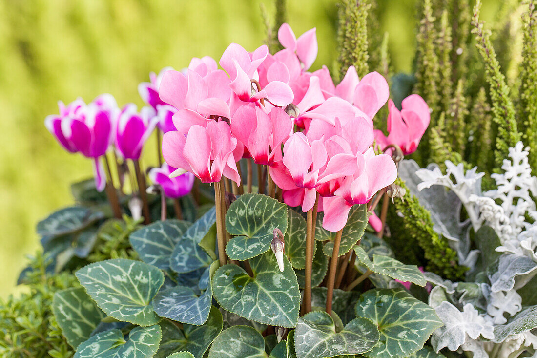 Cyclamen persicum 'Out-Land'