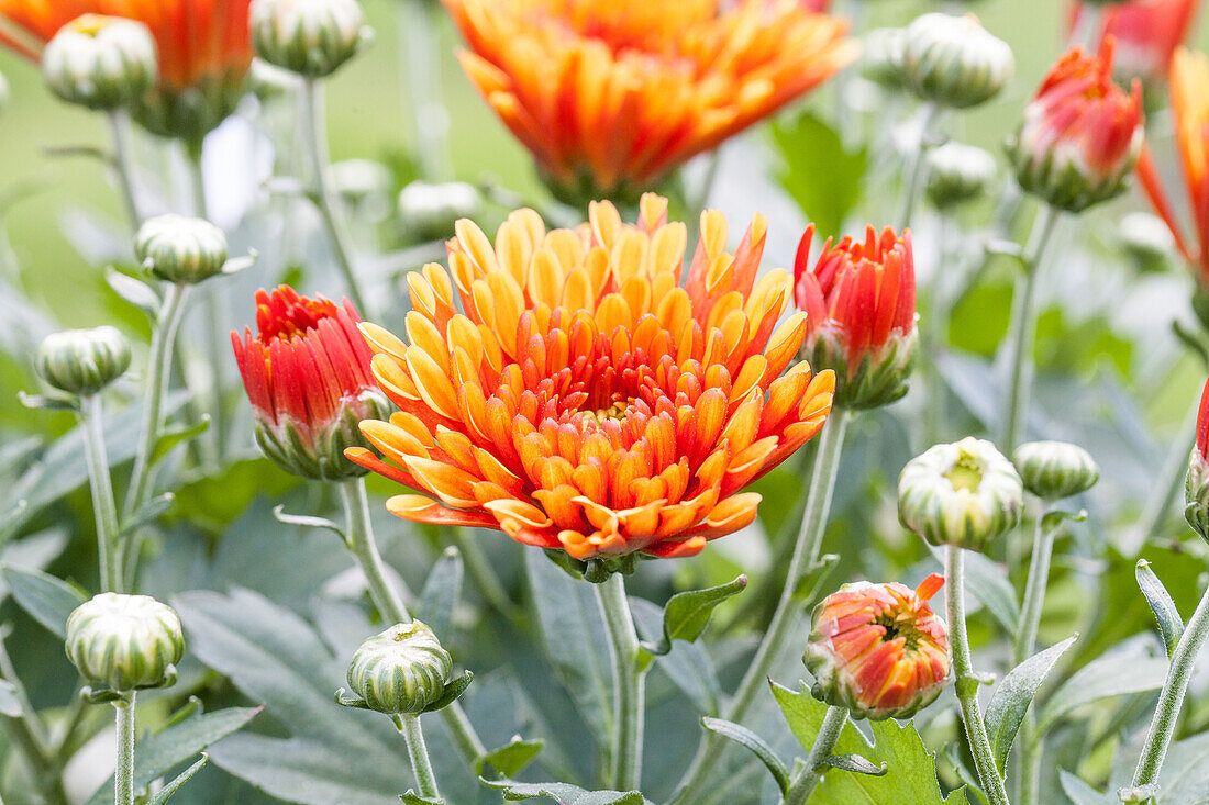 Chrysanthemum indicum