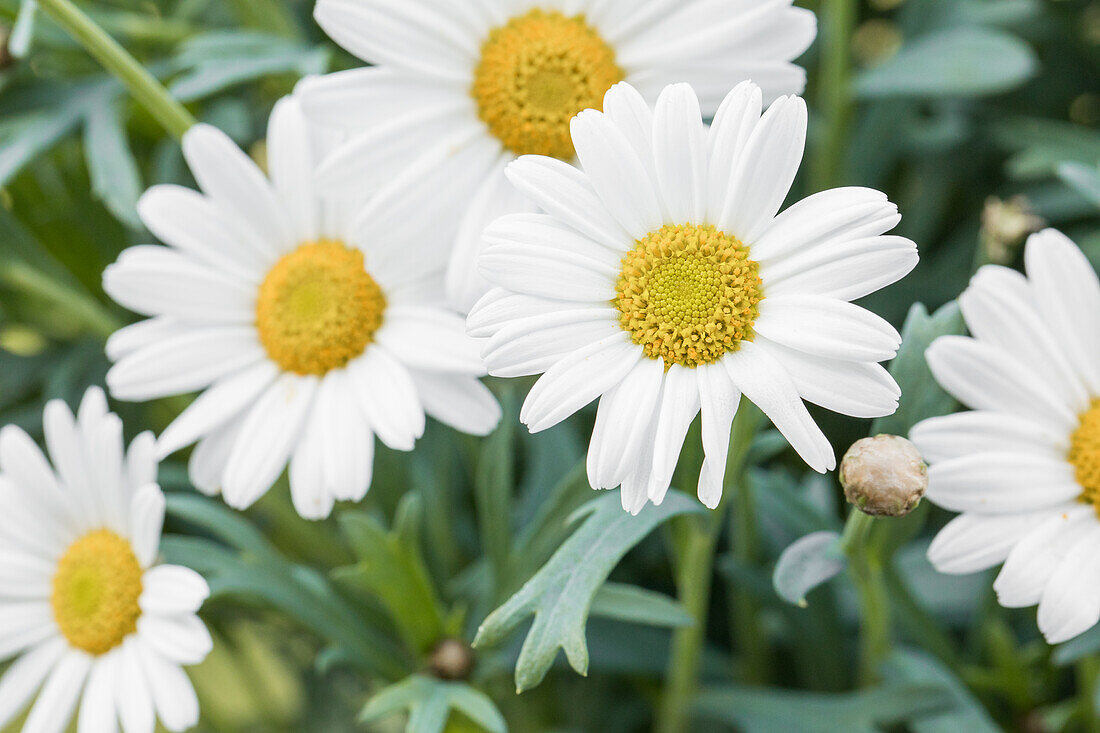 Argyranthemum frutescens, white