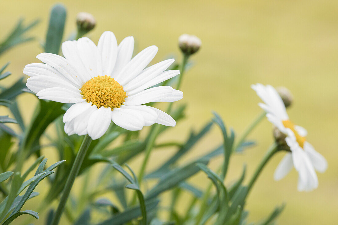 Argyranthemum frutescens, weiß