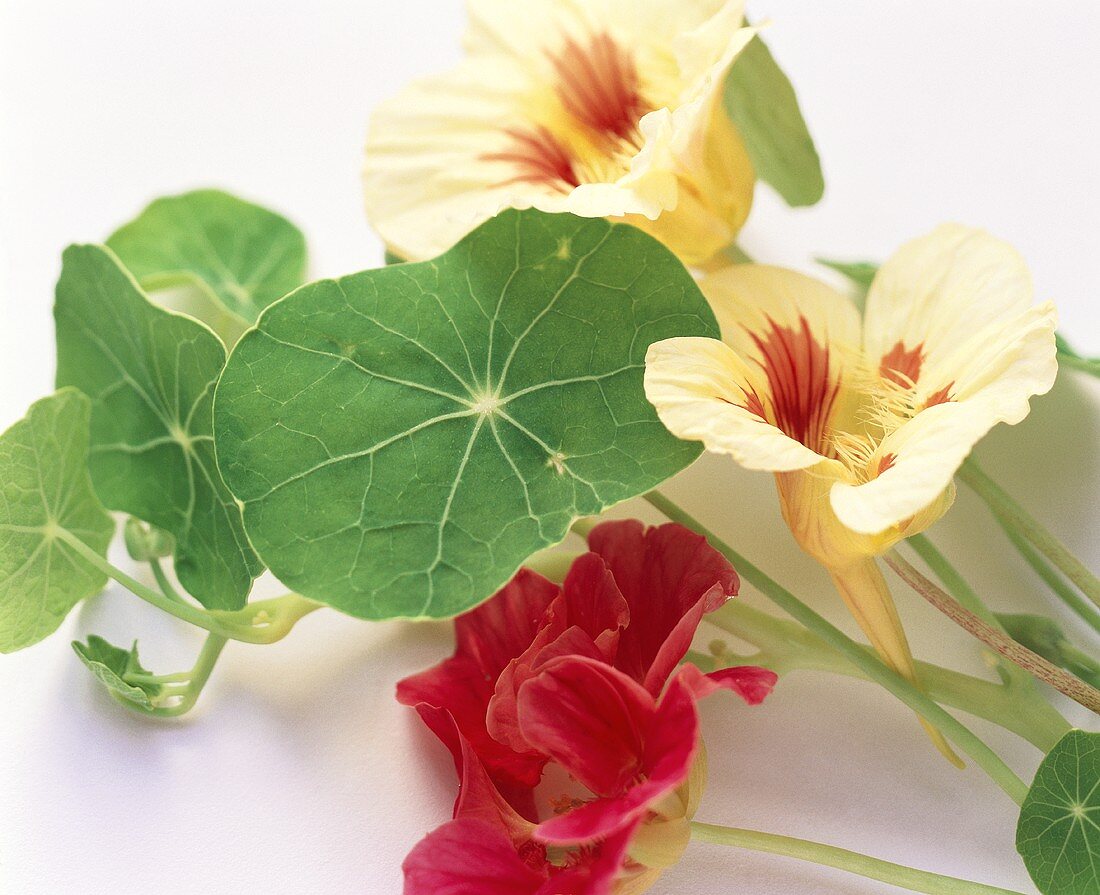 Colorful Nasturtiums