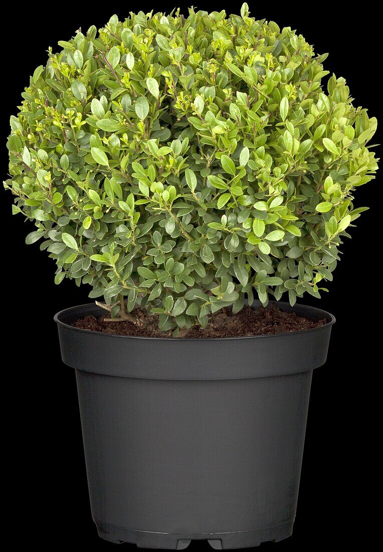 Ilex crenata, globe