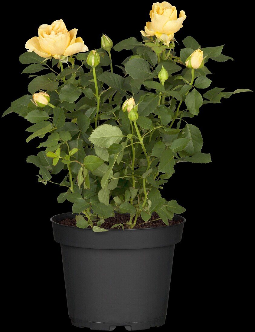 Potted rose, orange