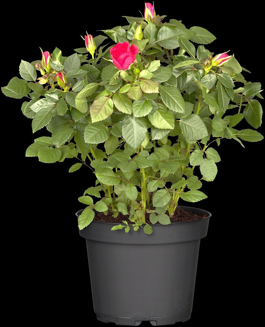 Pot rose, red