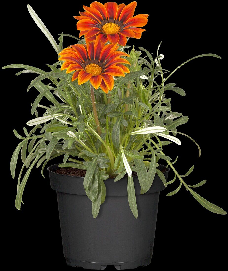 Gazania