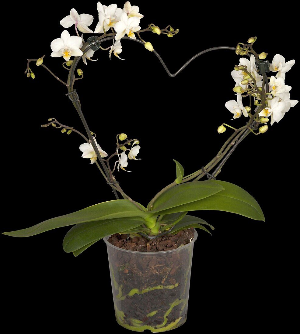 Phalaenopsis multiflora, weiß