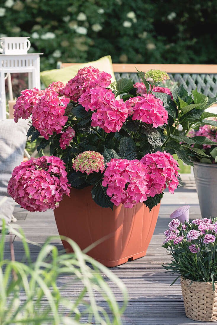 Hydrangea macrophylla, rosa