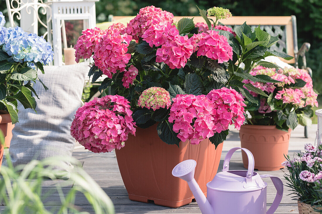 Hydrangea macrophylla, rosa