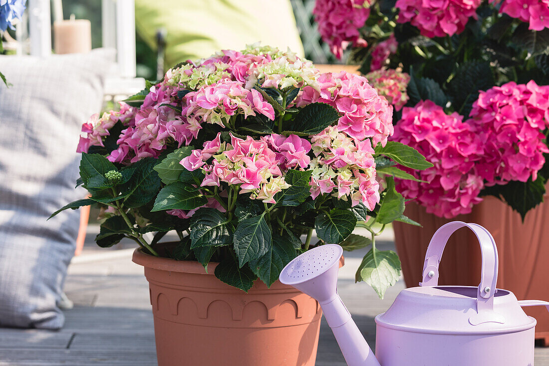 Hydrangea macrophylla, rosa