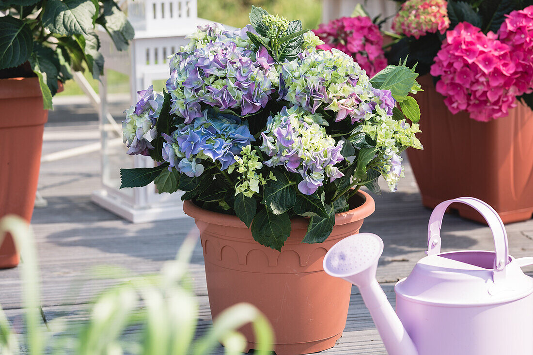 Hydrangea macrophylla, blau