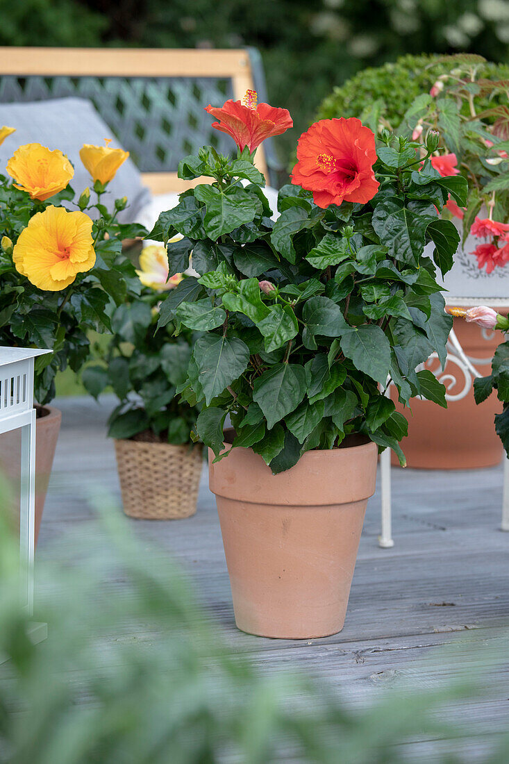 Hibiscus rosa-sinensis, red