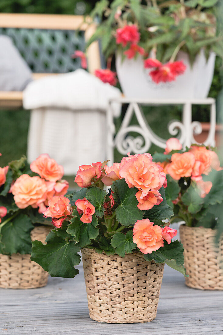 Begonia x tuberhybrida, gefüllt