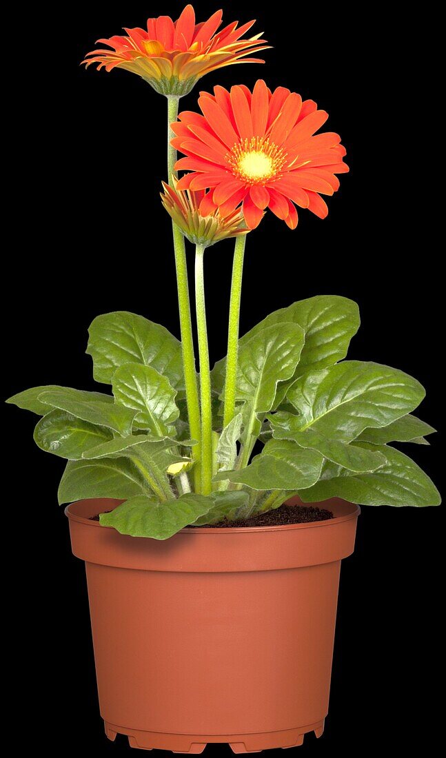 Gerbera jamesonii