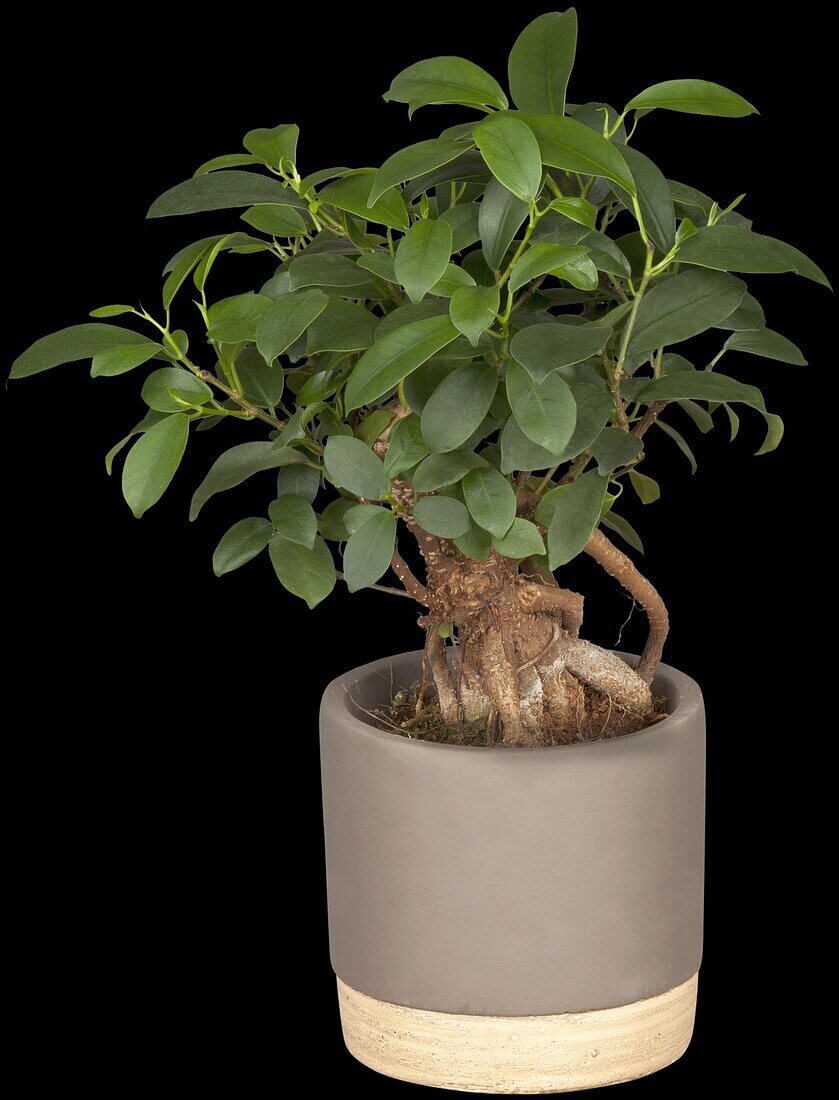 Ficus microcarpa 'Ginseng'