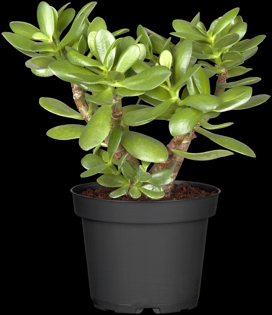 Crassula ovata