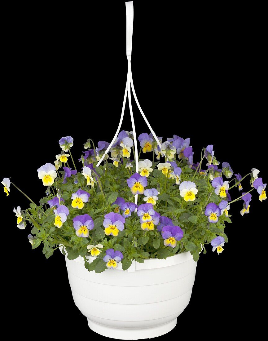 Viola cornuta, purple-yellow