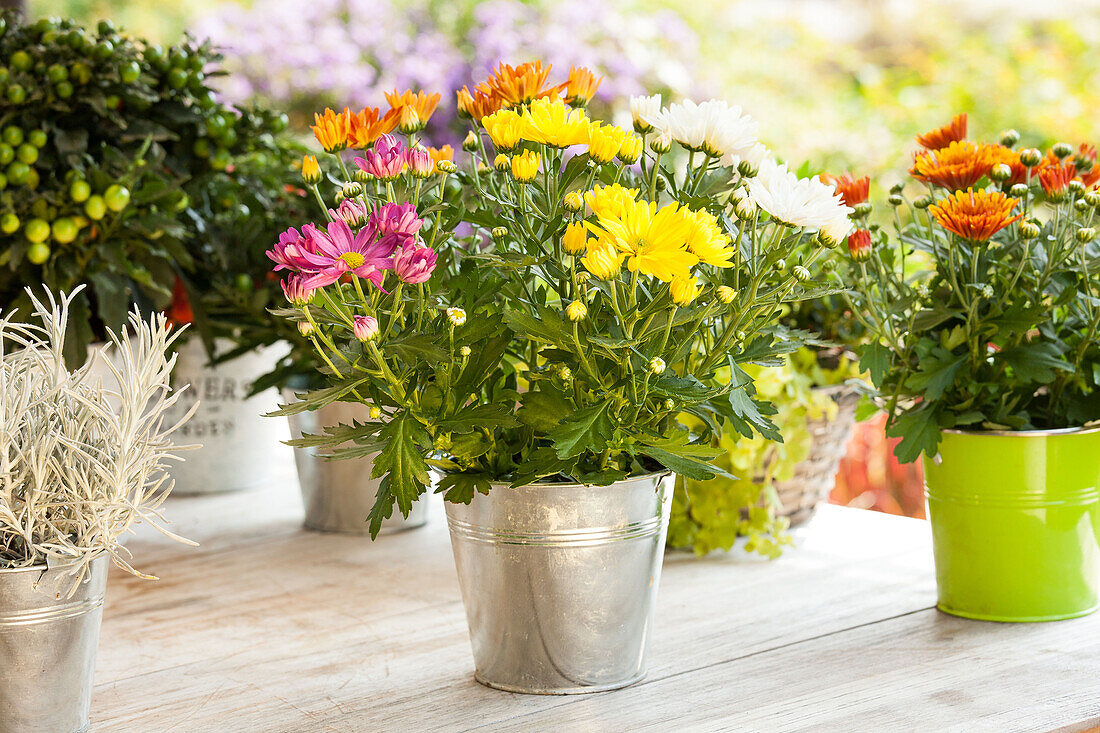 Chrysanthemum indicum 'Rock´n Roll'