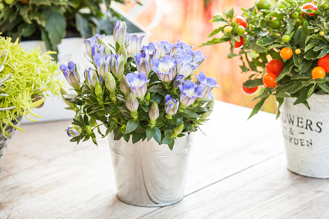 Gentiana scabra 'Shusui Blue'