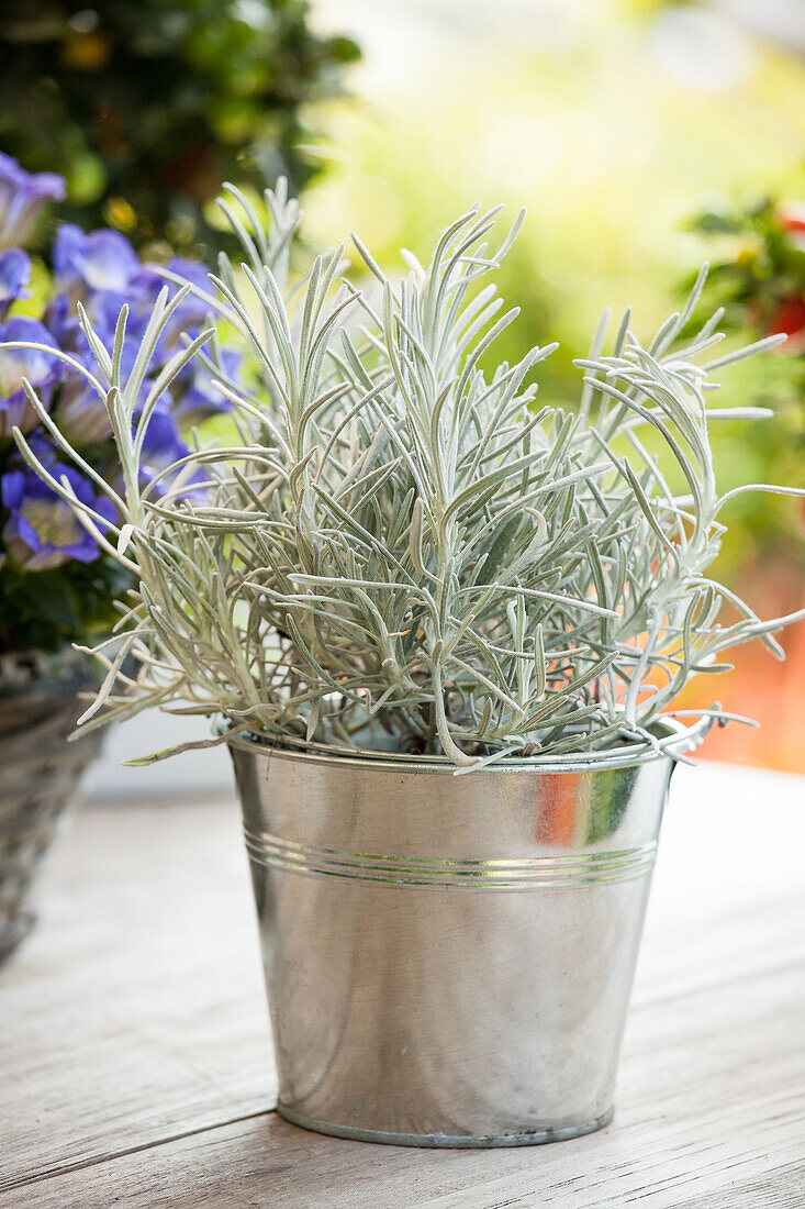 Helichrysum italicum