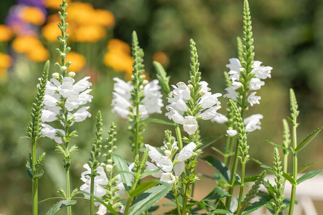 Physostegia virginiana