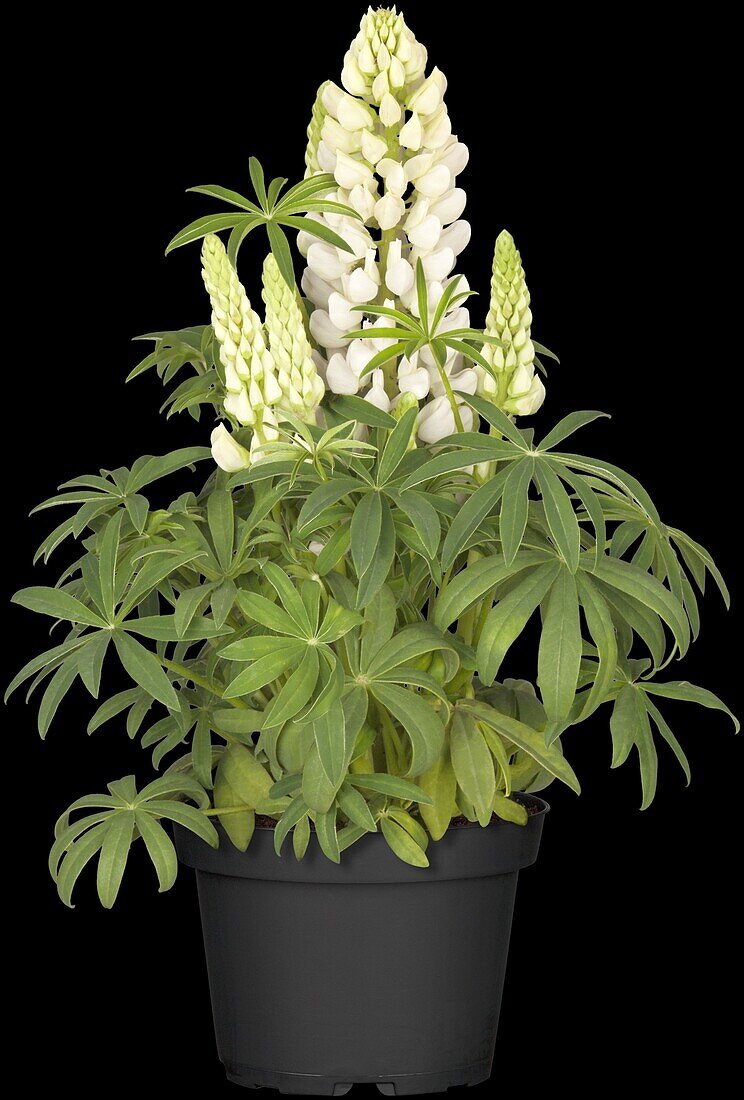 Lupinus polyphyllus, white