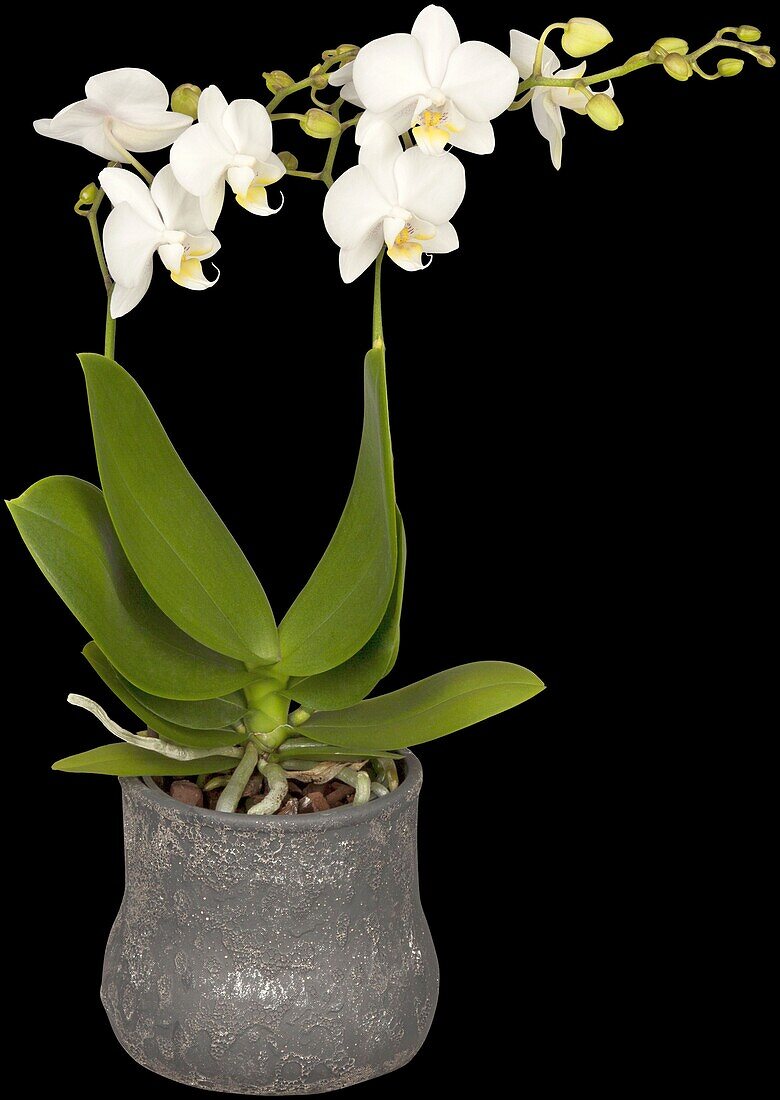 Phalaenopsis, white