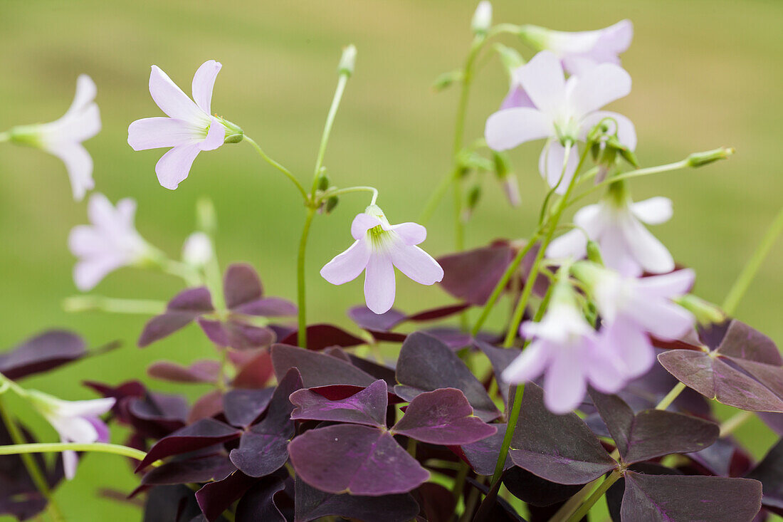 Oxalis triangularis