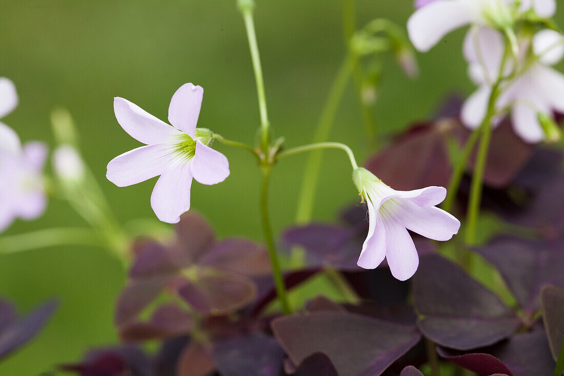 Oxalis triangularis