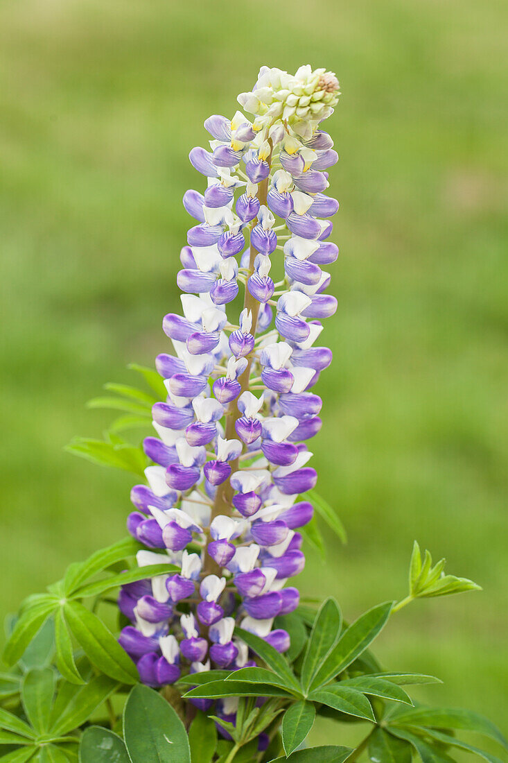 Lupinus polyphyllus