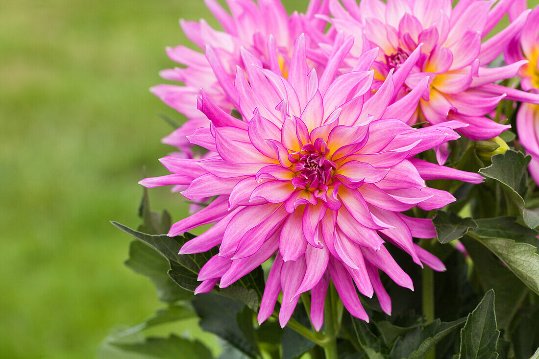 Dahlia Semi-Cactus