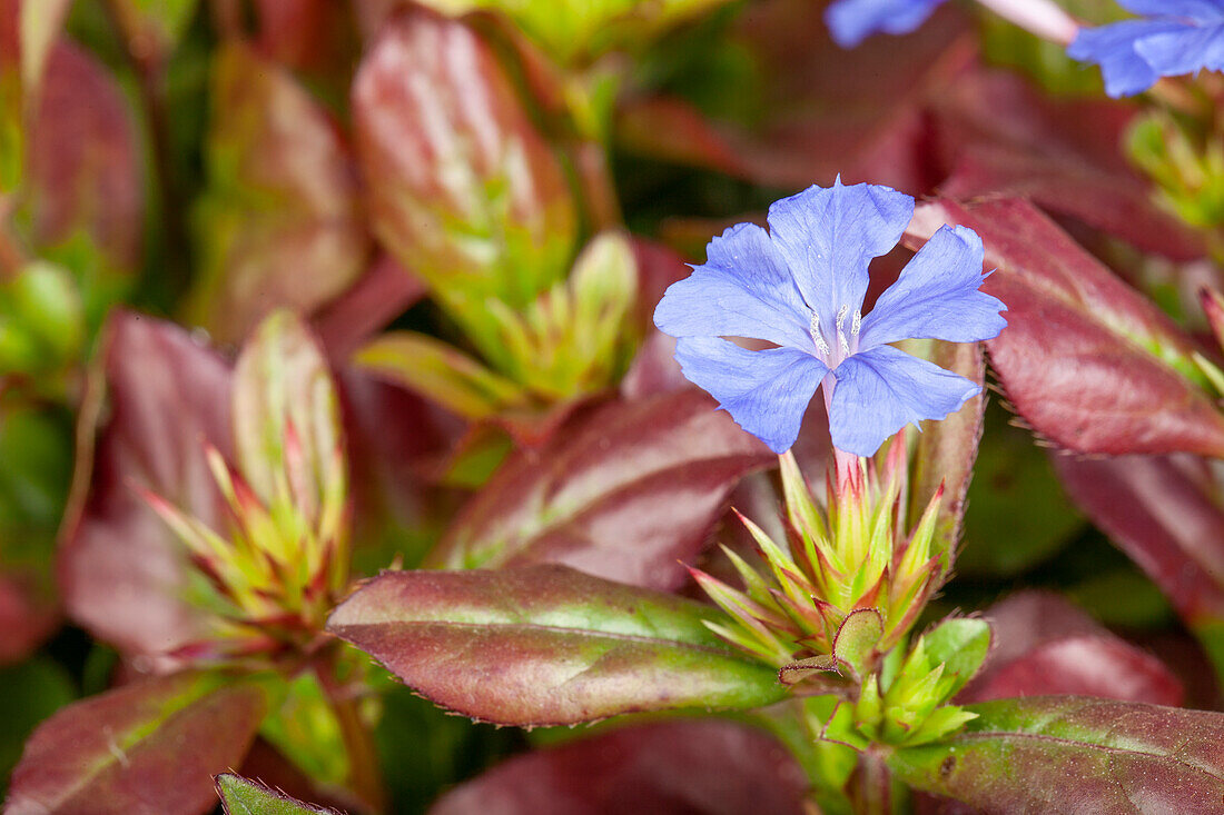 Ceratostigma plumbaginoides