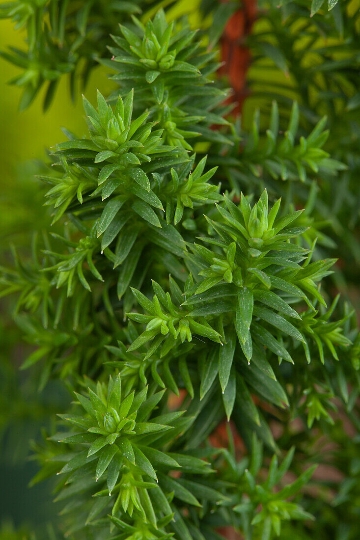 Chamaecyparis thyoides Top Point