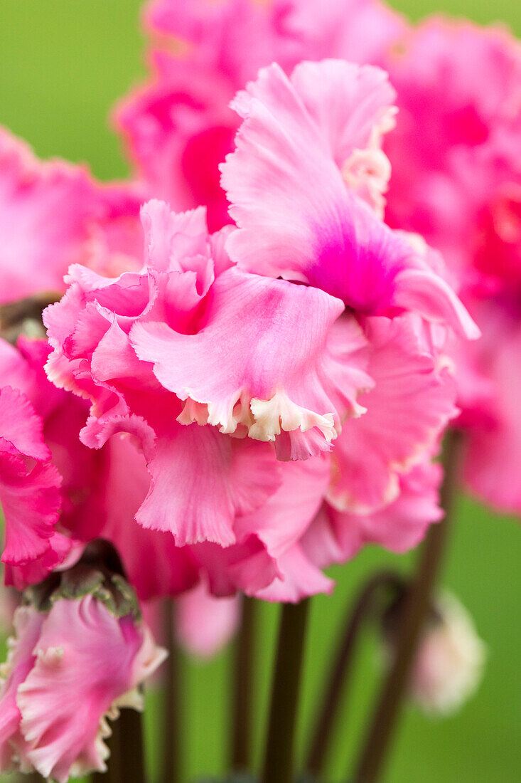 Cyclamen persicum 'Rokoko'