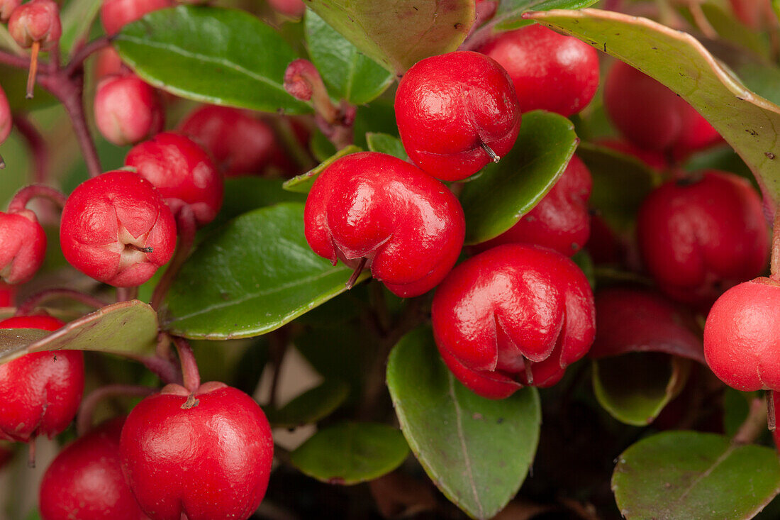 Gaultheria procumbens