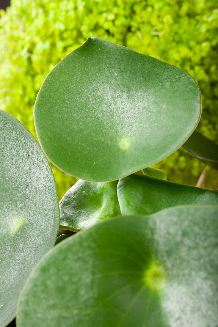 Peperomia polybotrya 'Raindrop'