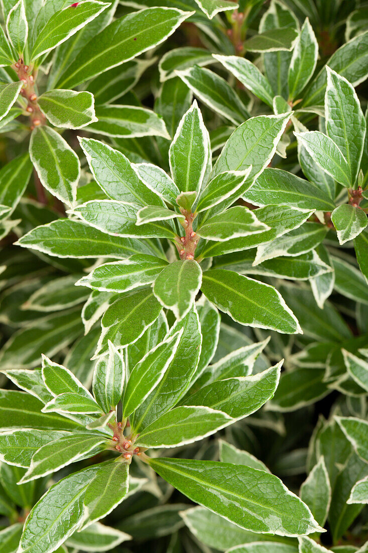 Pieris japonica 'Little Heath