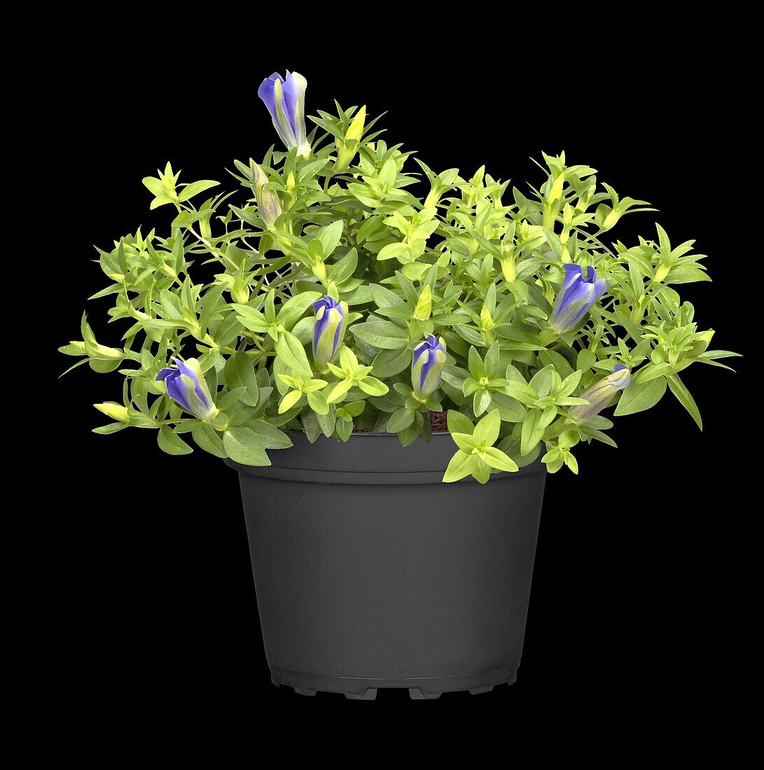 Gentiana scabra 'Bella Blue'®