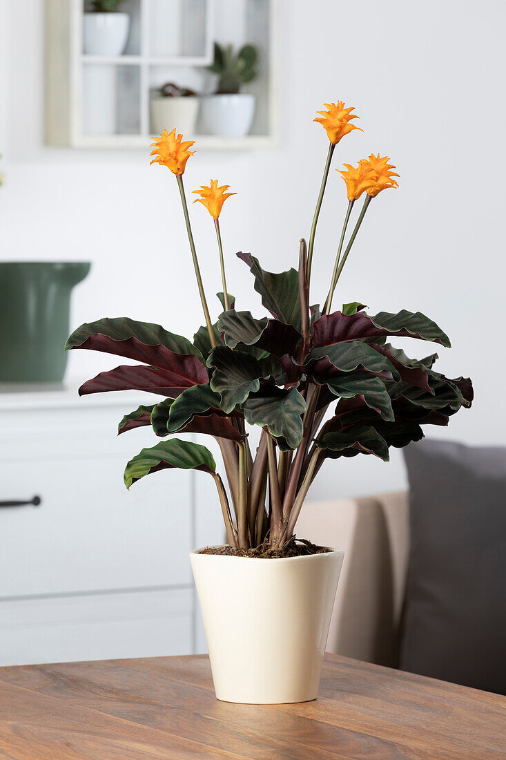 Calathea crocata