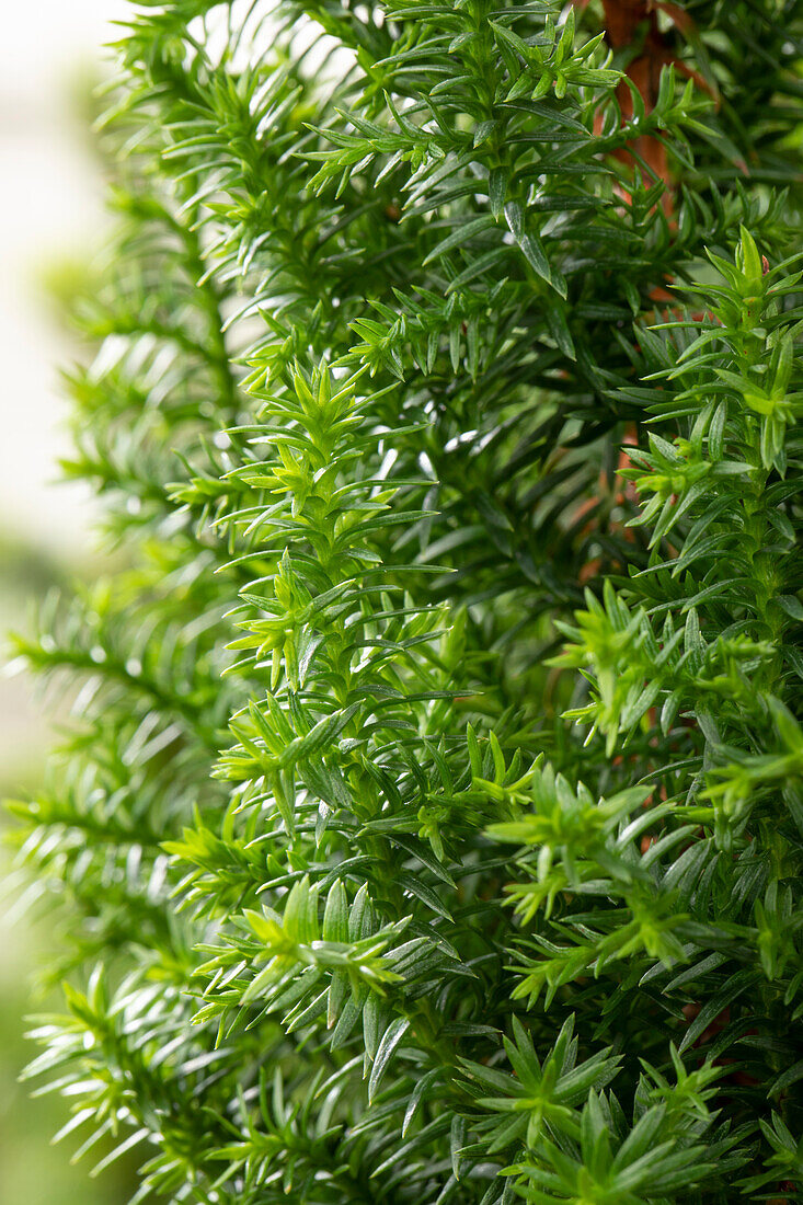 Chamaecyparis thyoides 'Excellent Point'®