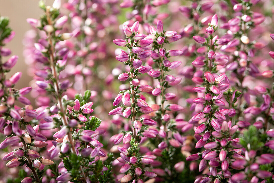 Calluna vulgaris Gardengirls® 'Amethyst'