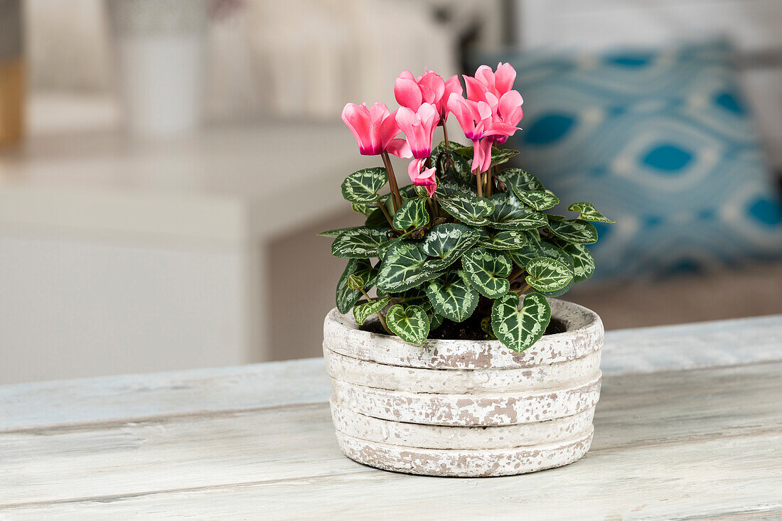 Cyclamen persicum, pink