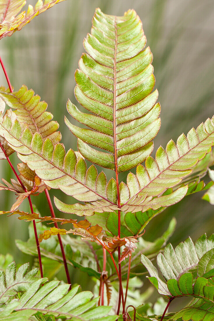 Pteris