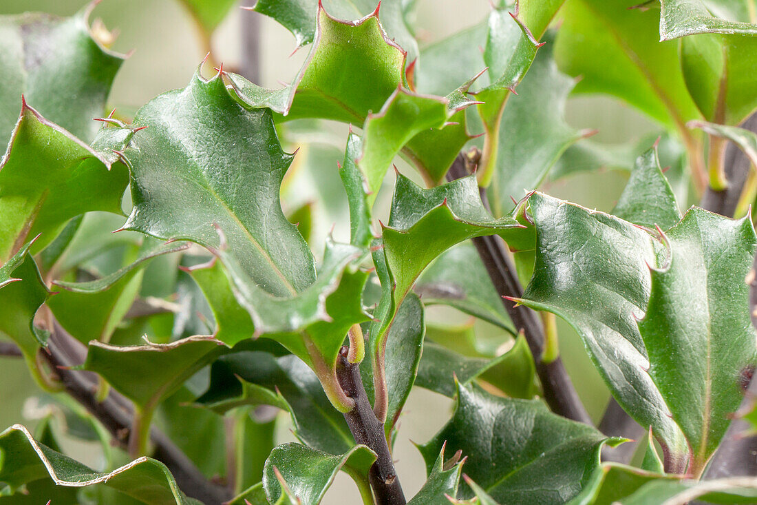 Ilex meserveae 'Blue Angel'®