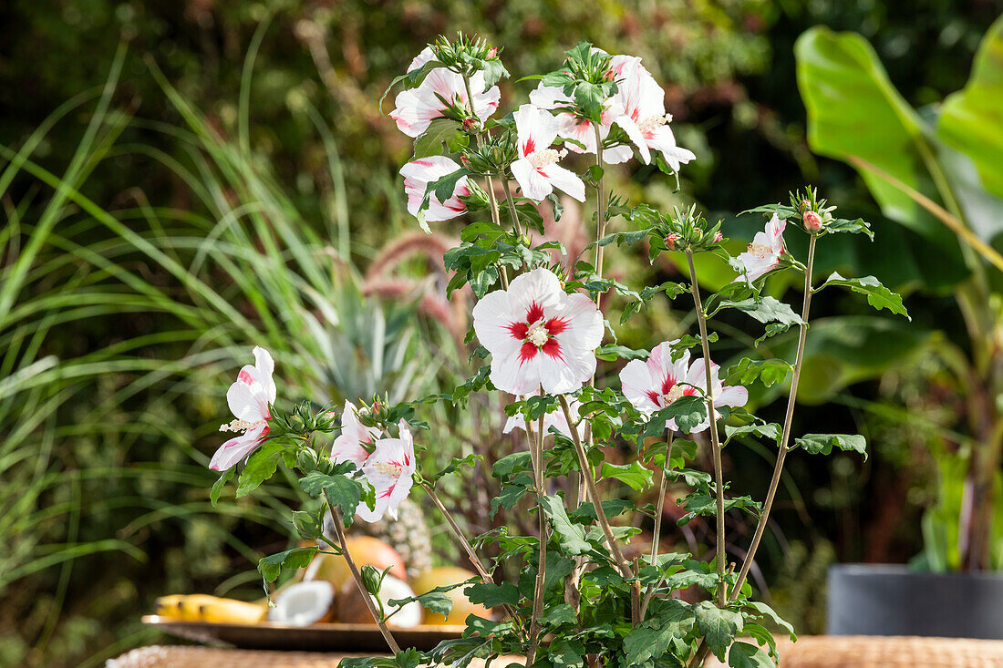 Hibiscus syriacus, white-red